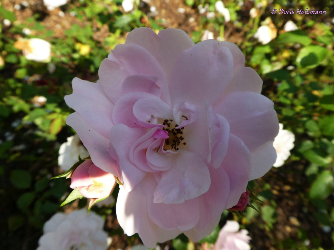 Rosenblüte