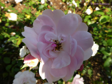 Rosenblüte