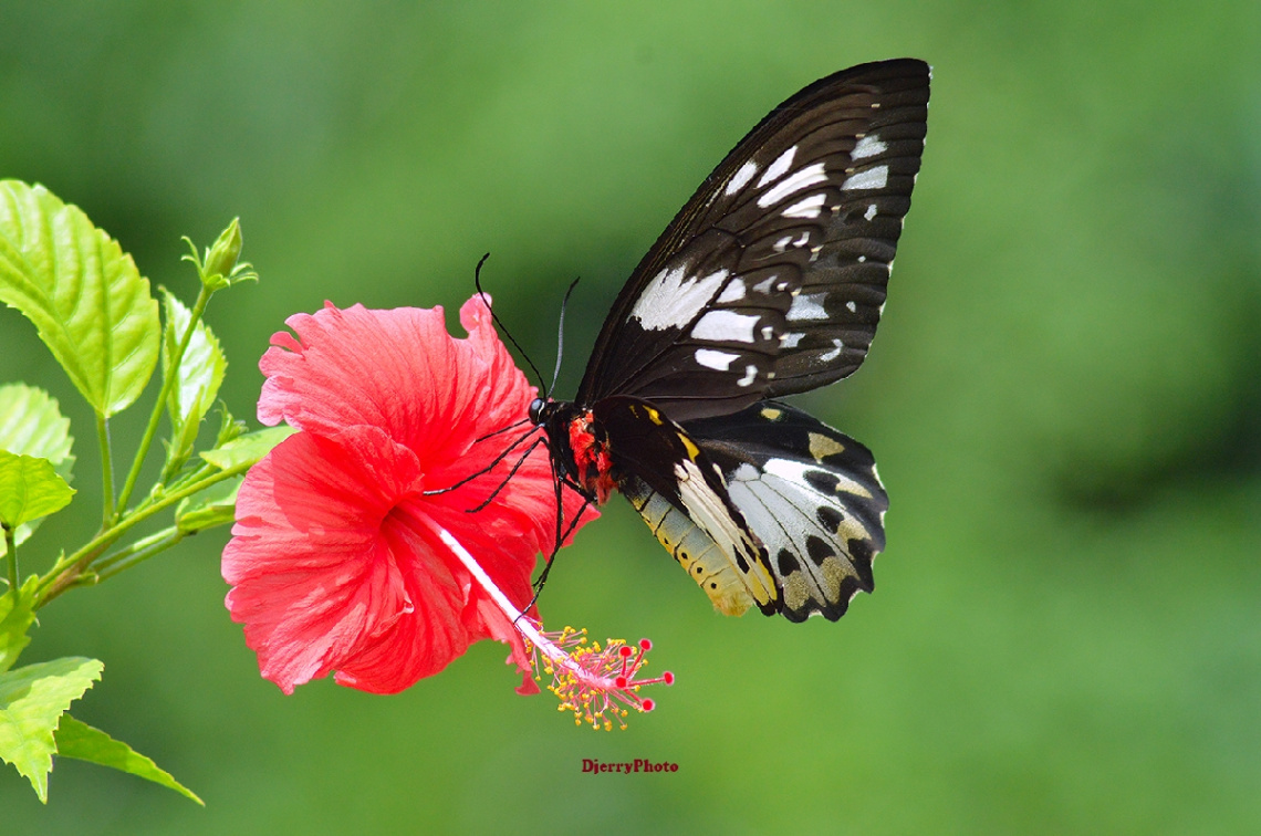 Flowers and butterflies