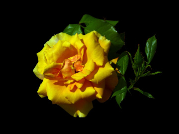 BLÜTE