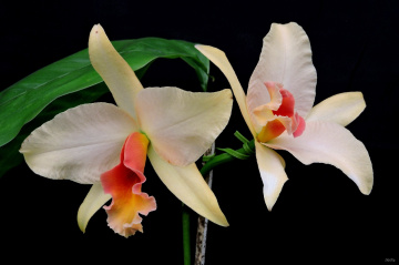 Orchids