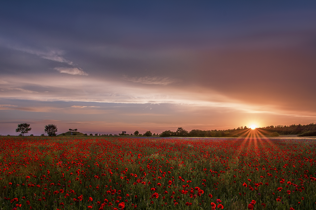 Poppy Field