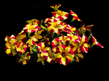 BLÜTEN