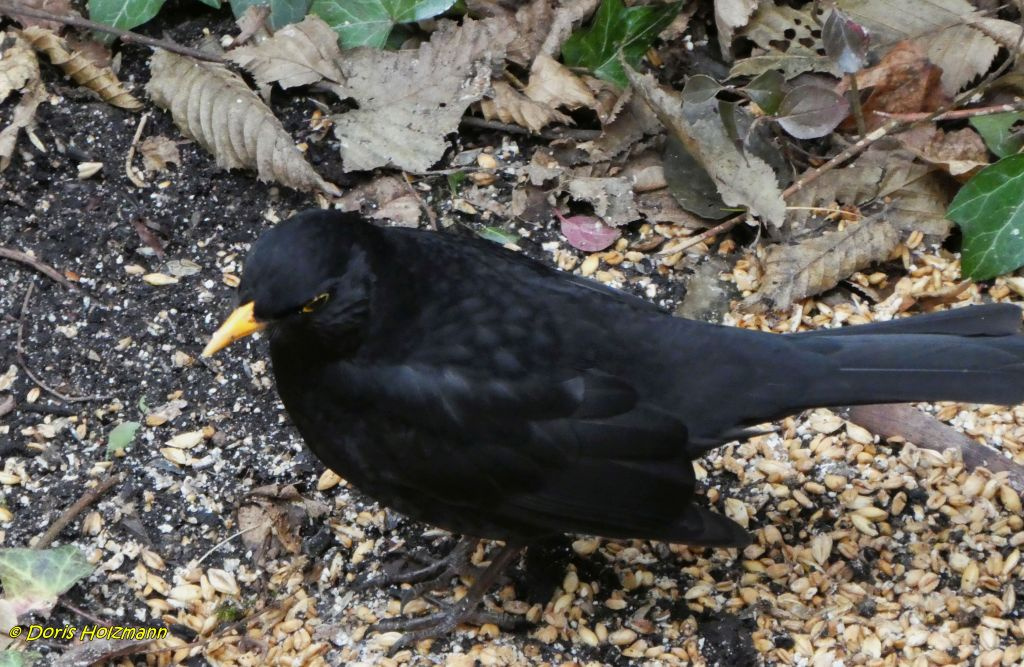 Amsel