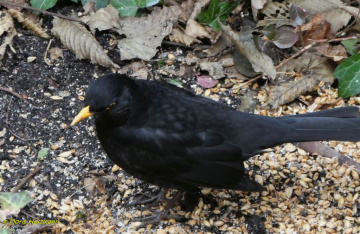 Amsel