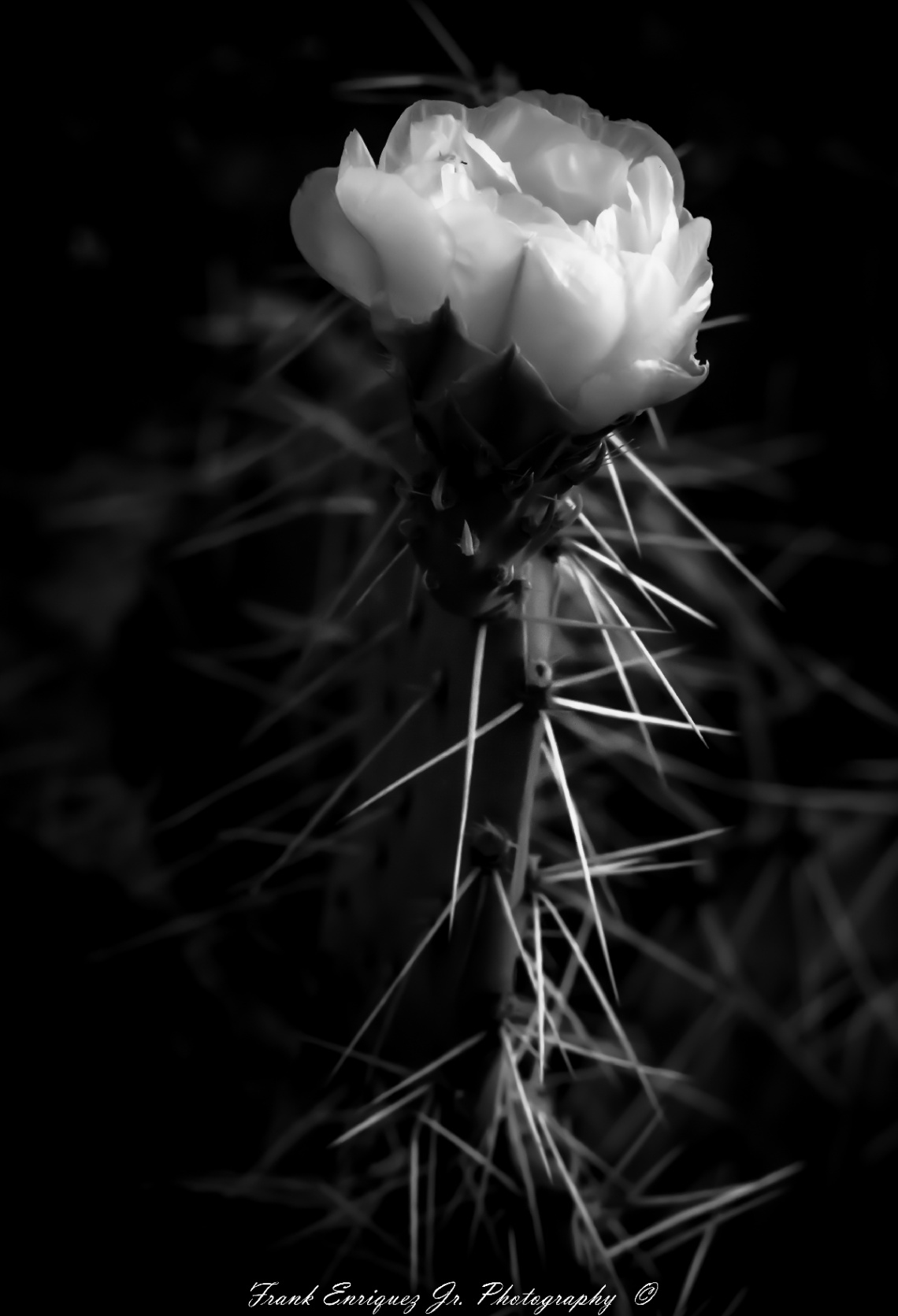 Flower Power