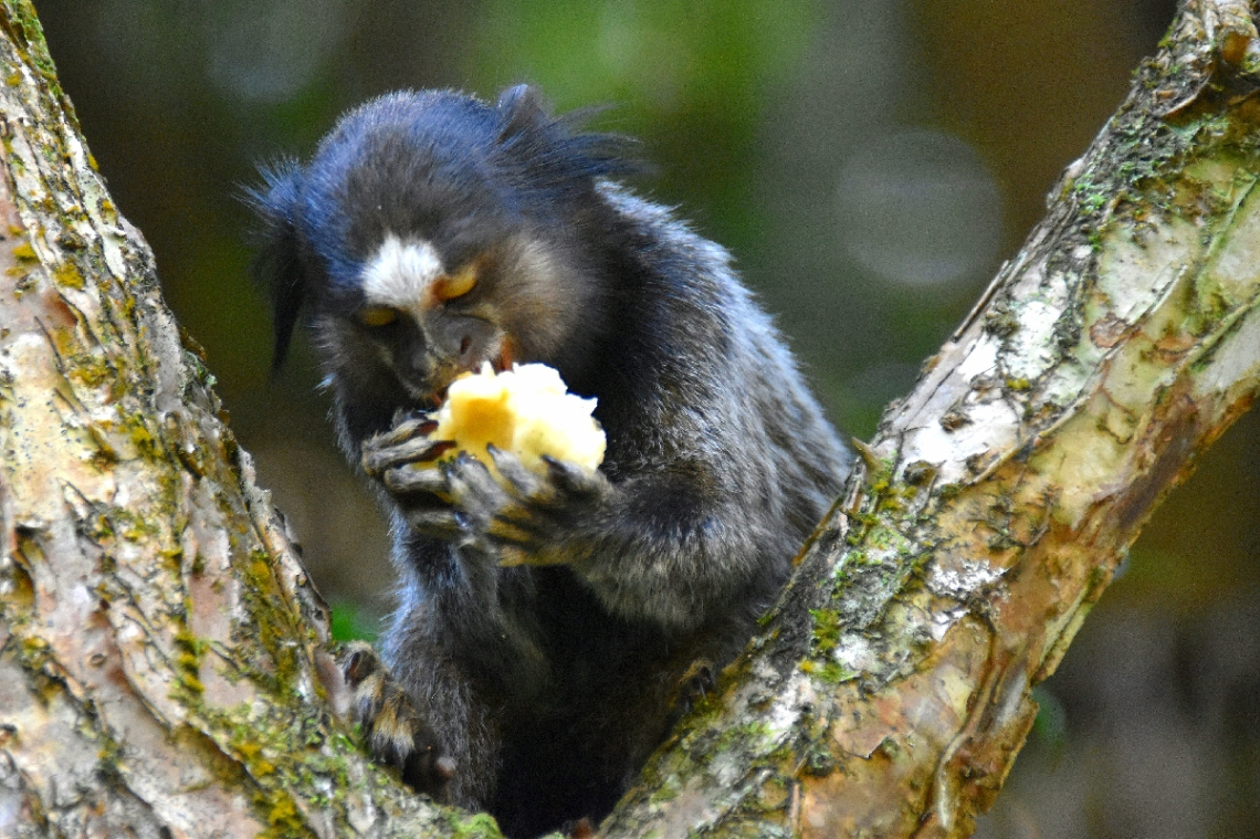 Eating Banana