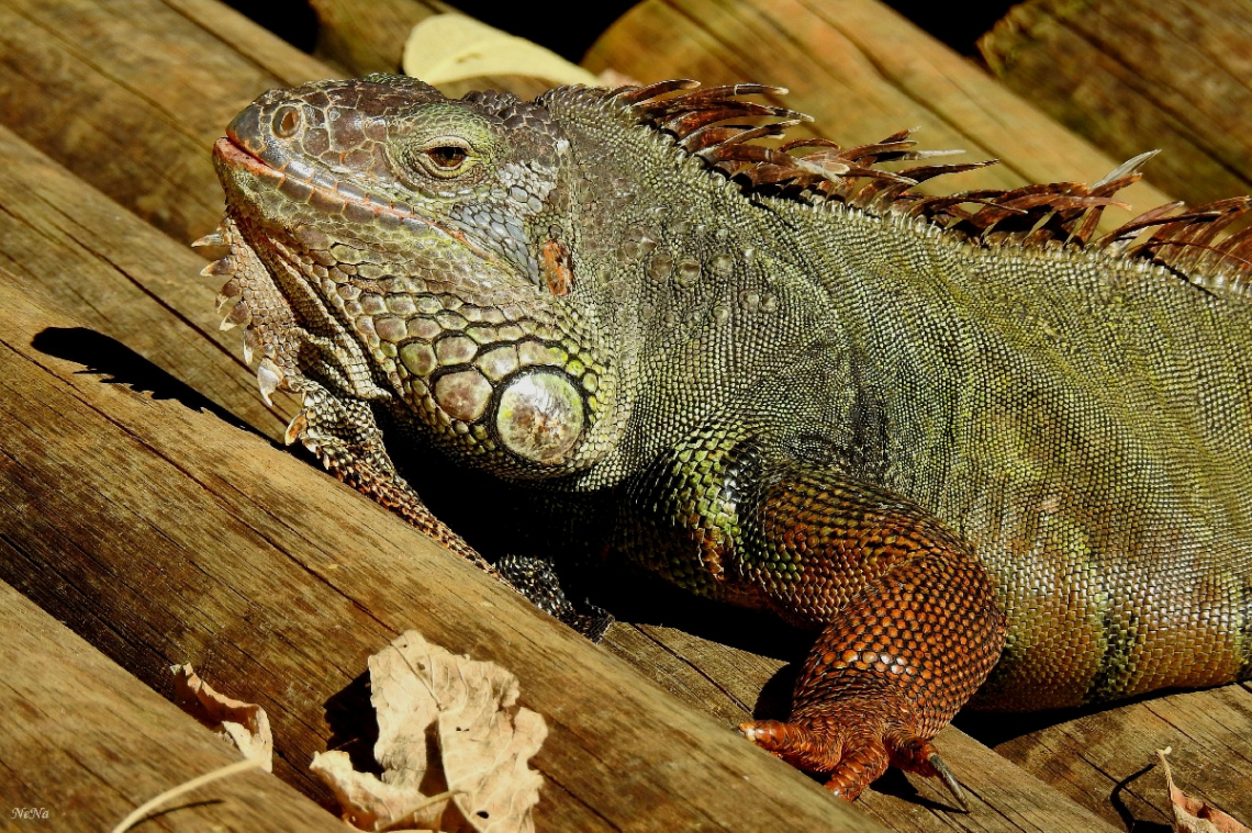 Iguana