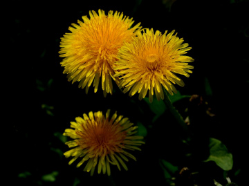BLÜTEN