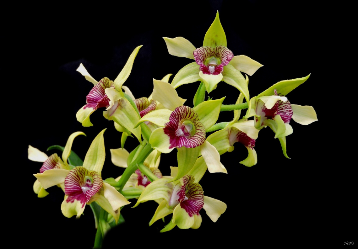 Orquídeas