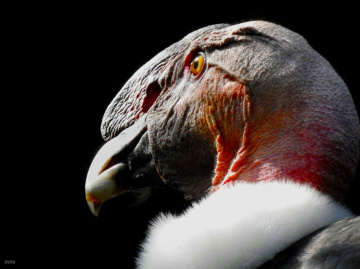 Condor