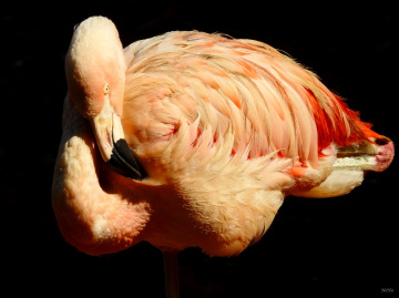 Flamingo