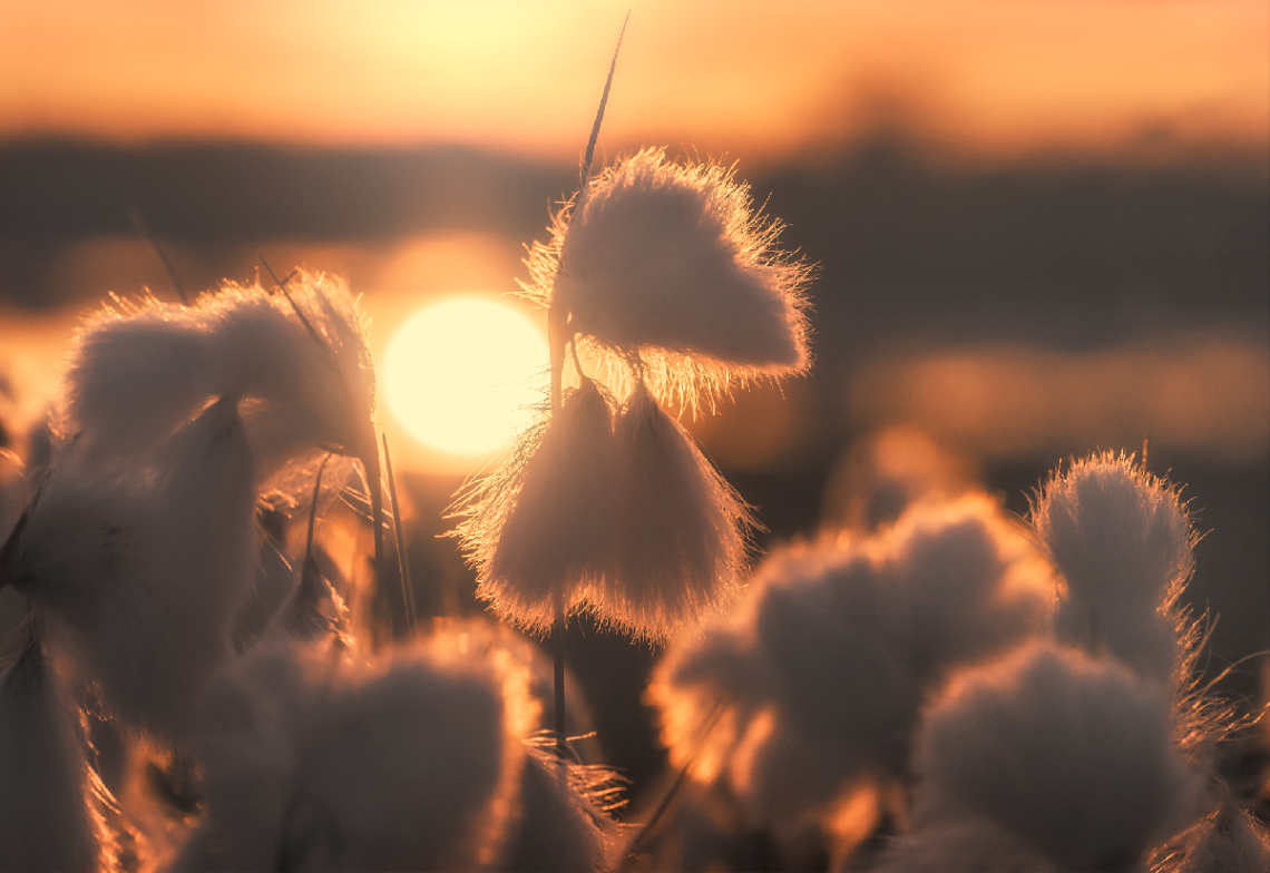 Cottongrass