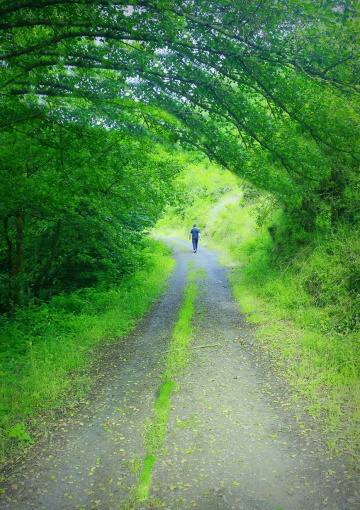  YEŞİL YOL 