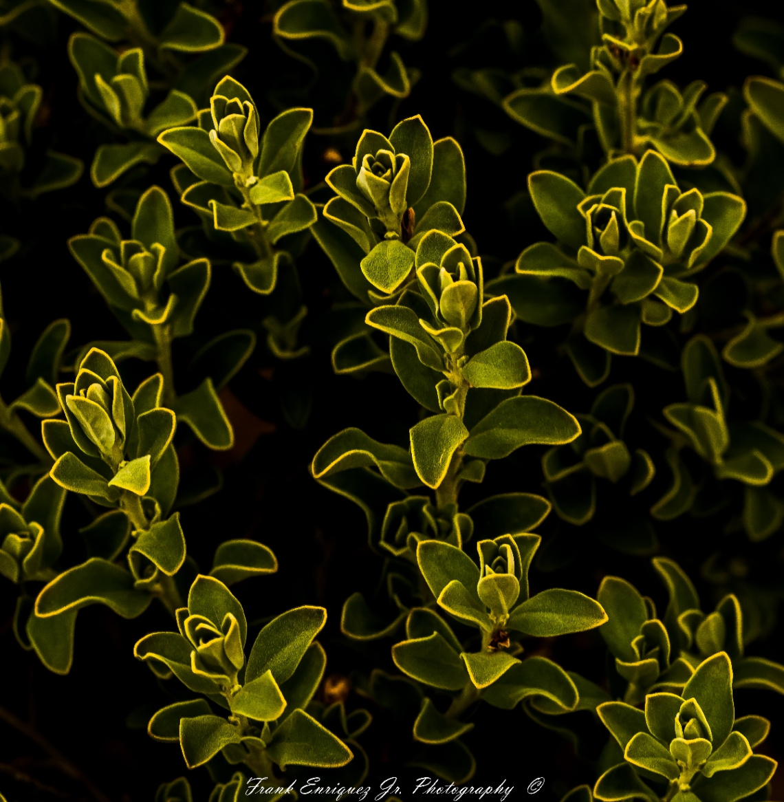 Some Green From A Desert