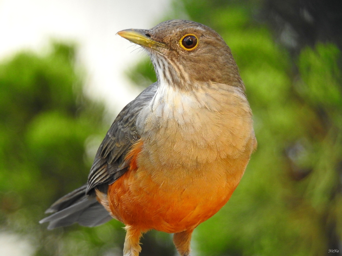 Rufous-bellied Thrush