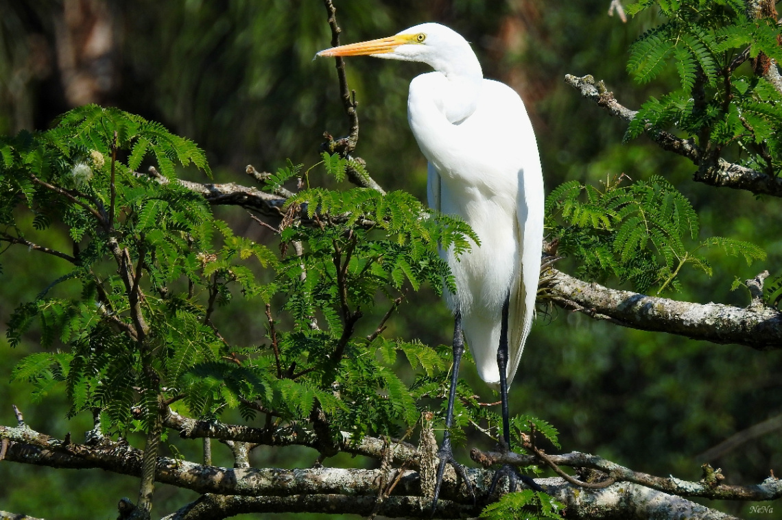 Ardea alba
