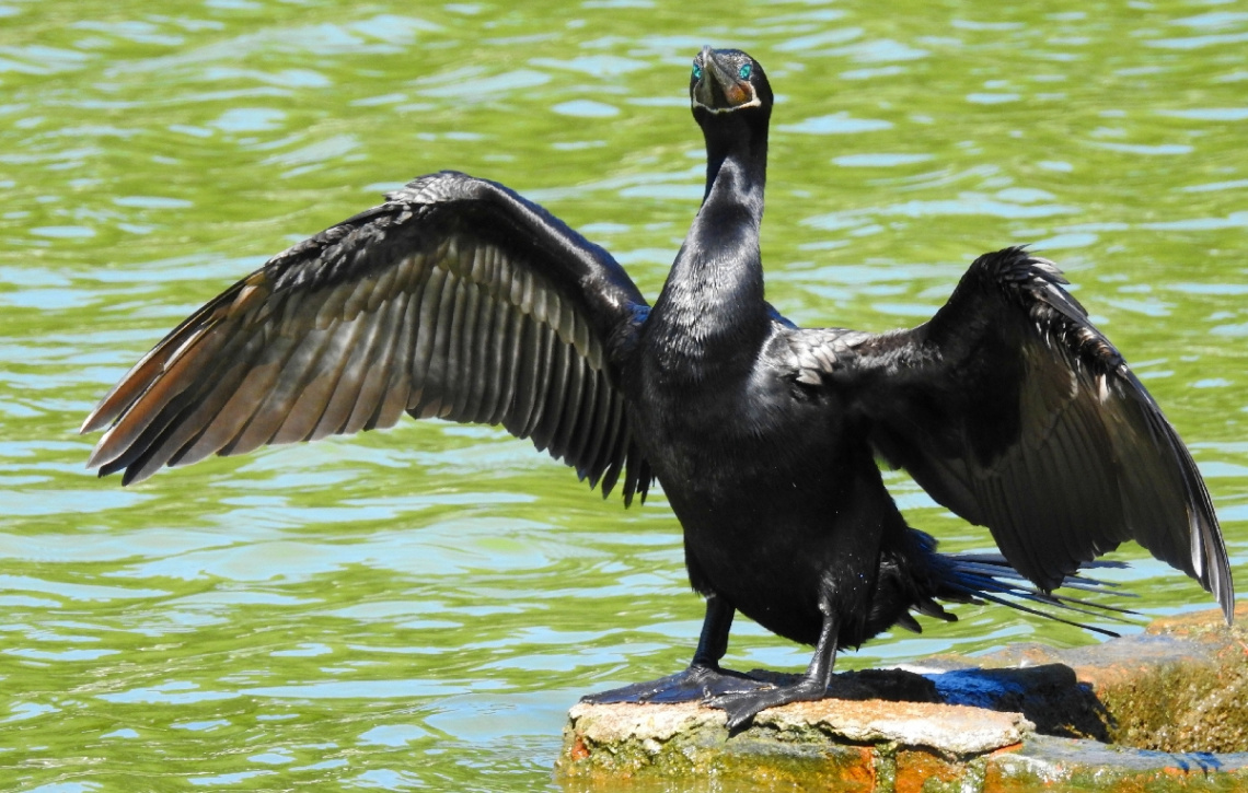 With open wings