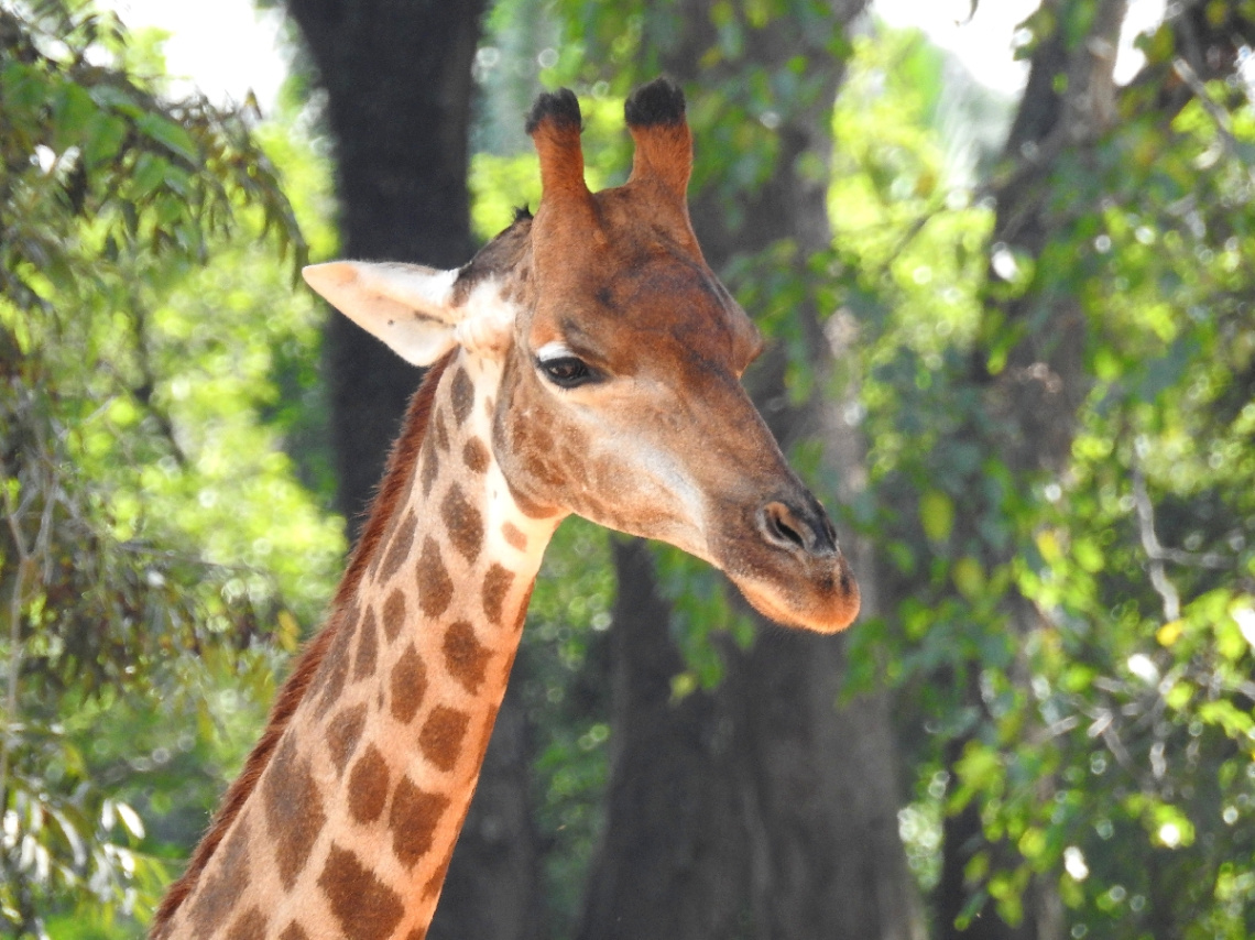 Girafa