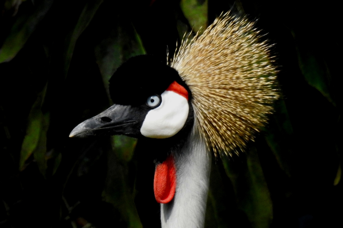 Gray Crowned Crane