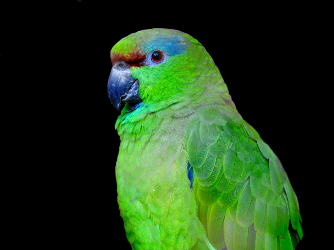 Papagaio 