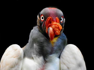 Urubu-rei (Sarcoramphus papa)