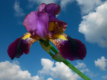 BLÜTE