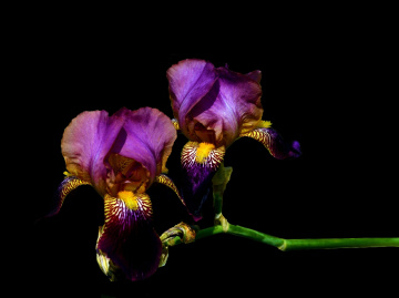 BLÜTEN