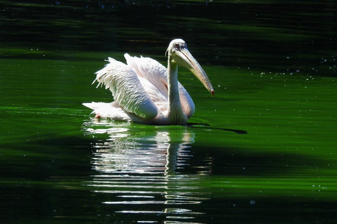 Pelican 