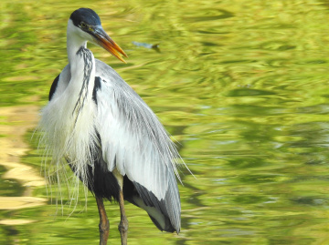 Cocoi Heron