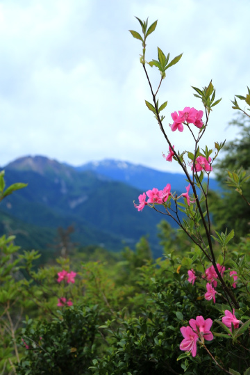 Pink flowers