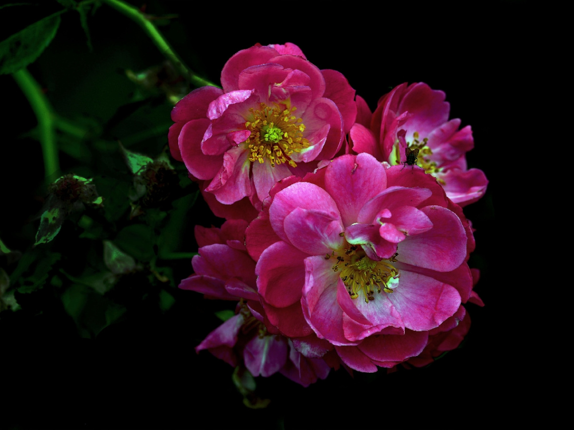 BLÜTEN