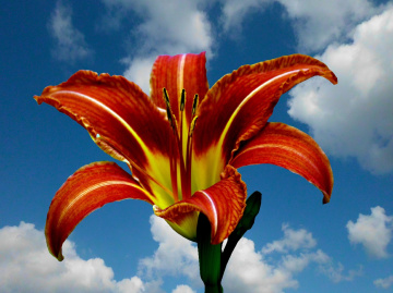 BLÜTE