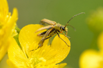 Böcek