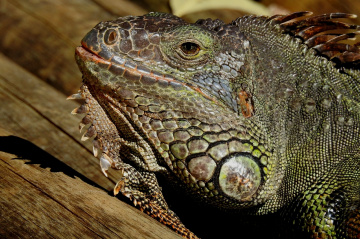 Iguana