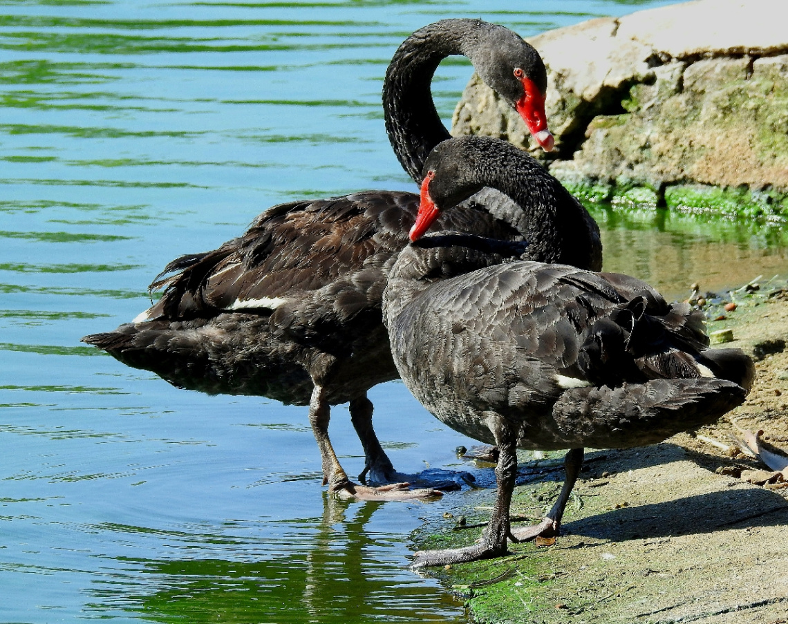 Cisne negro