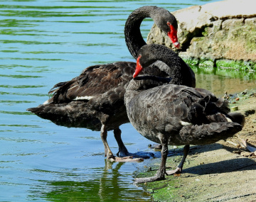 Cisne negro