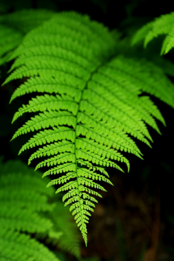Leaf