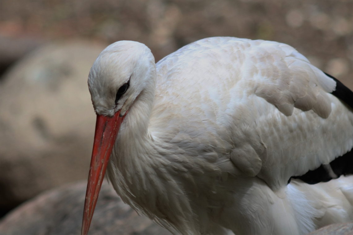 Birds 1