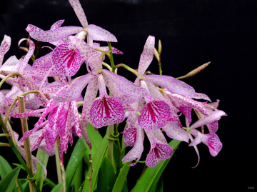 Orquídeas
