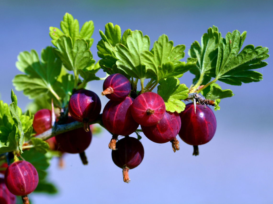 BEEREN