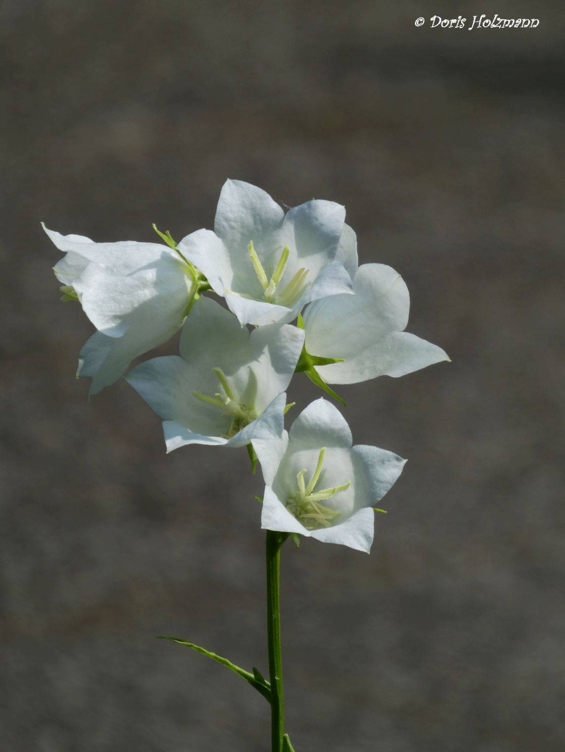 Blüten