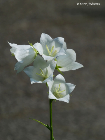Blüten