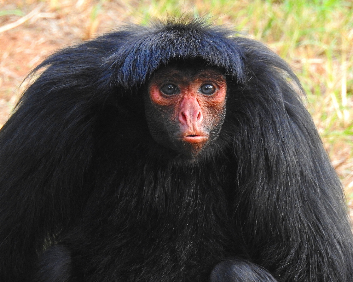 Macaco Aranha
