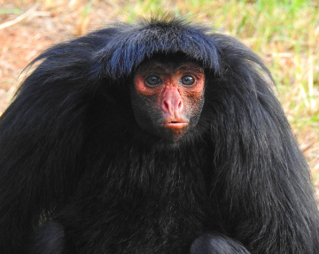 Macaco Aranha