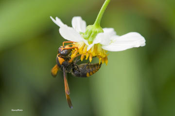 Bee