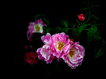 BLÜTEN