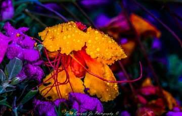 Summer Colors