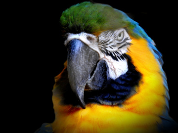 Arara 
