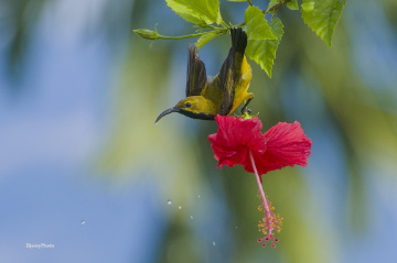 Sunbird